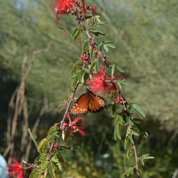 Calliandra californica '' (089006)
