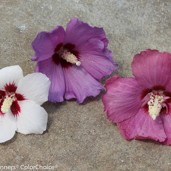 Hibiscus syriacus 'Lil' Kim® Red' (089088)