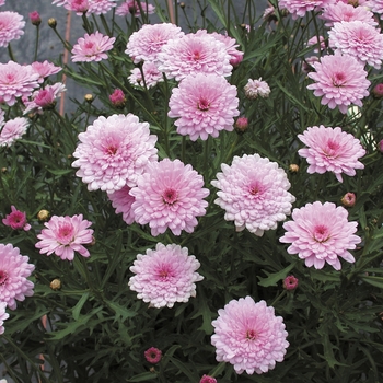 Argyranthemum frutescens Cobbitty Daisy® 'Summer Melody' (089761)