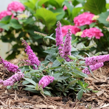 Buddleia Lo & Behold® 'Pink Micro Chip' (090297)