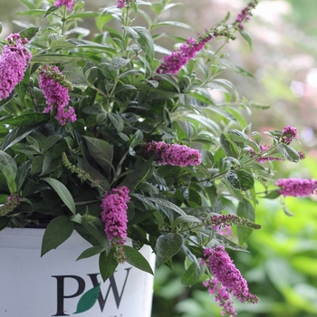 Buddleia Lo & Behold® 'Pink Micro Chip' (090299)