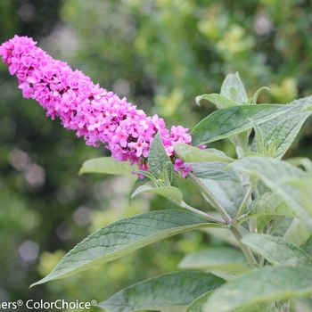 Buddleia Lo & Behold® 'Pink Micro Chip' (090300)