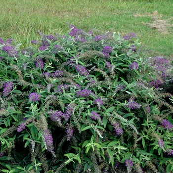 Buddleia Lo & Behold® 'Purple Haze' (090712)