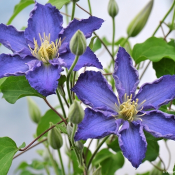 Clematis 'Brother Stefan®' (092822)
