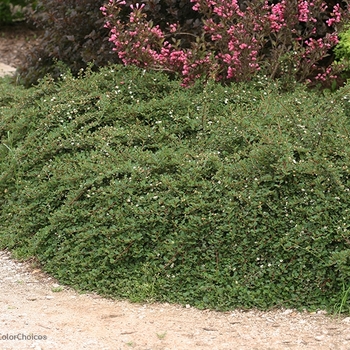 Cotoneaster procumbens 'Little Dipper®' (093752)