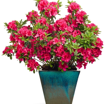 Rhododendron Bloom-A-Thon® 'Red' (095297)