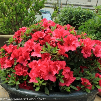 Rhododendron Bloom-A-Thon® 'Red' (095298)
