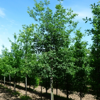 Quercus robur f. fastigiata '' (095622)