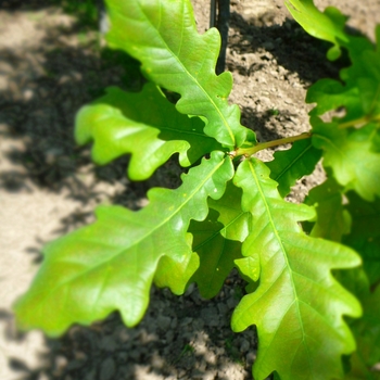Quercus robur f. fastigiata '' (095624)