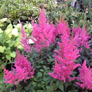 Astilbe chinensis 'Maggie Daley' (104458)