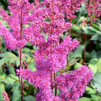 Astilbe chinensis 'Vision in Red' (104586)