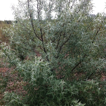Elaeagnus angustifolia '' (104901)