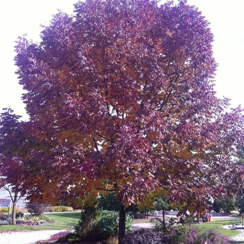 Fraxinus americana 'Autumn Purple®' (105015)