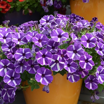 Petunia Cascadias™ 'Purple Gem' (108114)