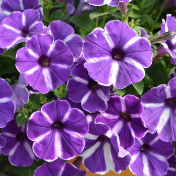Petunia Cascadias™ 'Purple Gem' (108115)