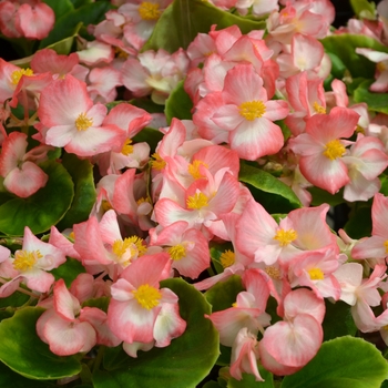 Begonia semperflorens Sprint Plus 'Blush' (109786)
