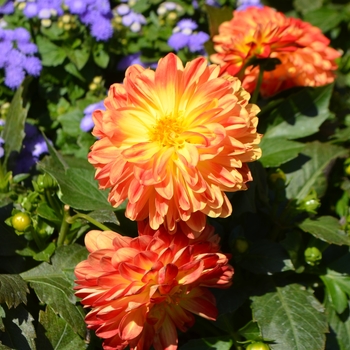 Dahlia x hortensis Lubega® Power 'Yellow Orange' (110038)
