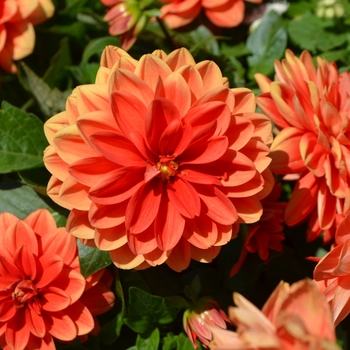 Dahlia x hortensis Lubega® Power 'Orange' (110041)