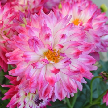 Dahlia LaBella® 'Maggiore Rose Bicolor' (111551)