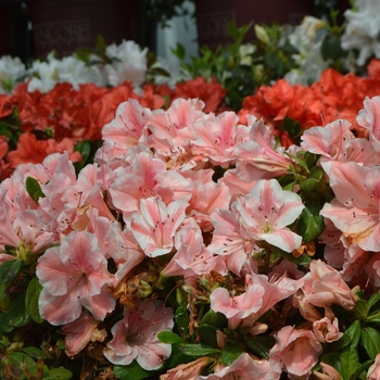 Rhododendron Encore® 'Autumn Sunburst®' (112025)