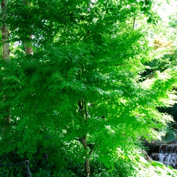 Acer palmatum 'Aoyagi' (112668)