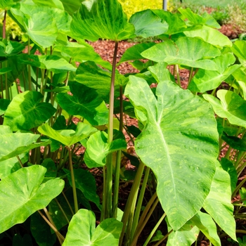 Colocasia esculenta Royal Hawaiian® 'Morning Dew' (112761)