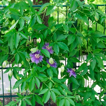 Passiflora 'Incense' (113764)