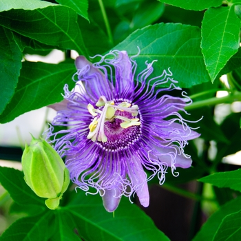 Passiflora 'Incense' (113765)