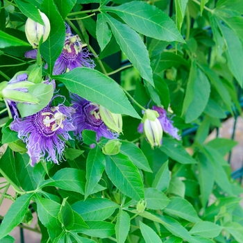Passiflora 'Incense' (113766)