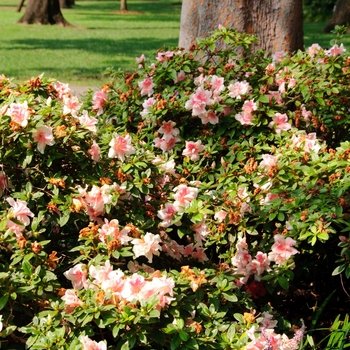 Rhododendron Encore® 'Autumn Belle®' (114135)