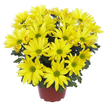 Chrysanthemum indicum 'Breeze Sun' (114947)