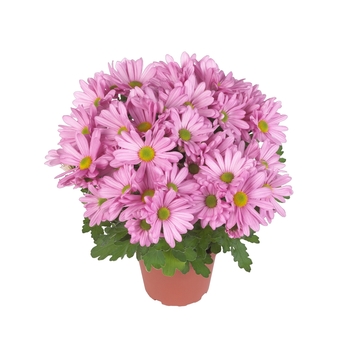 Chrysanthemum indicum 'Breeze Sweet' (114948)