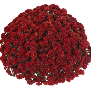 Chrysanthemum x morifolium 'Meridian Red' (114966)