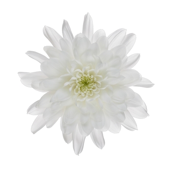 Chrysanthemum indicum 'Chrystal Blanche' (115008)