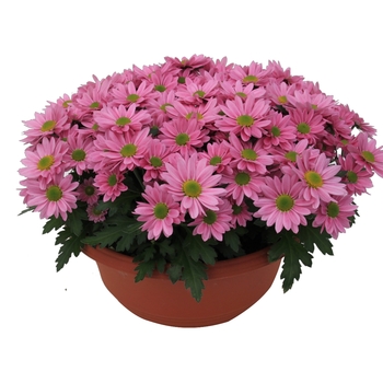 Chrysanthemum indicum 'Swifty Light Pink' (115057)