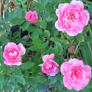 Rosa Sunrosa® 'Fragrant Pink' (115873)