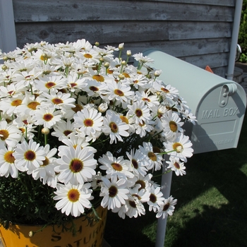 Argyranthemum Grandessa® 'White' (115903)
