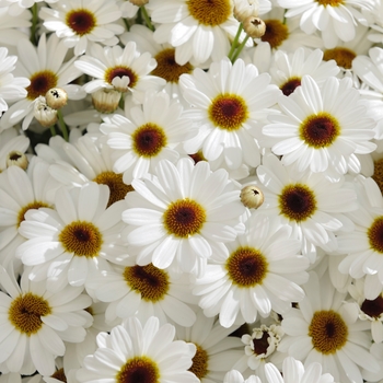 Argyranthemum Grandessa® 'White' (115904)