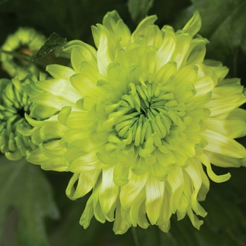 Chrysanthemum indicum 'Limerick™ Lime' (116598)