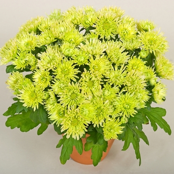 Chrysanthemum indicum 'Green Valley™' (116613)
