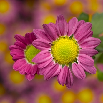 Chrysanthemum indicum 'Fifi™ Hot Pink' (116619)