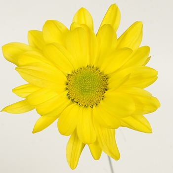 Chrysanthemum indicum 'Chesapeake™ Yellow' (116636)