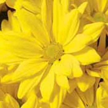 Chrysanthemum indicum 'Butterfield™ Yellow' (116640)
