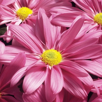 Chrysanthemum indicum 'Blush™ Dark Pink' (116647)