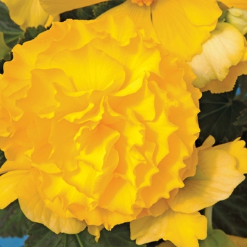 Begonia x tuberhybrida Go-Go™ 'Yellow' (116681)