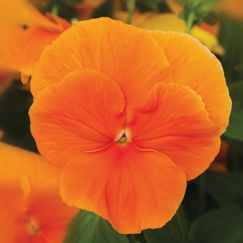 Viola x wittrockiana Delta™ Premium 'Pure Orange' (117598)