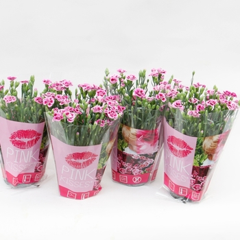 Dianthus 'Pink Kisses™' (119226)