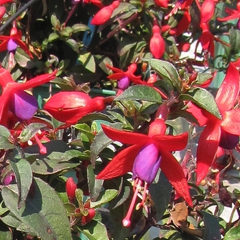 Fuchsia Bellinto™ 'Compact Red+Violet' (119347)