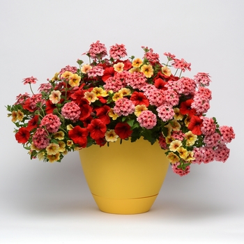 Combination Planter Trixi® 'Who Knew Orleans' (119583)