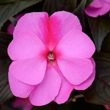 Impatiens hawkeri ColorPower™ 'Orchid Flame' (119941)